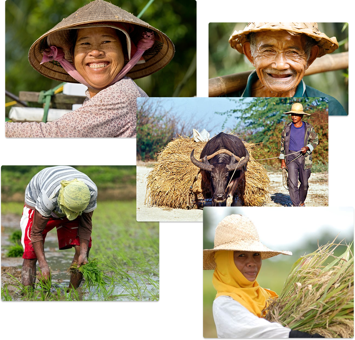 Filipino Farmers
